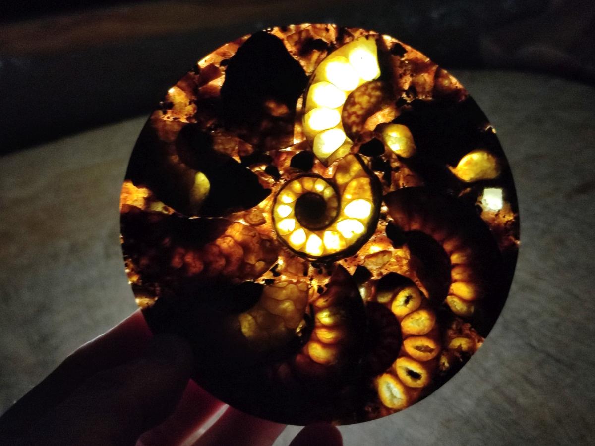 Hand Made Ammonite Conglomerate Table Coasters x 6 From Mahajanga, Madagascar - Toprock Gemstones and Minerals 