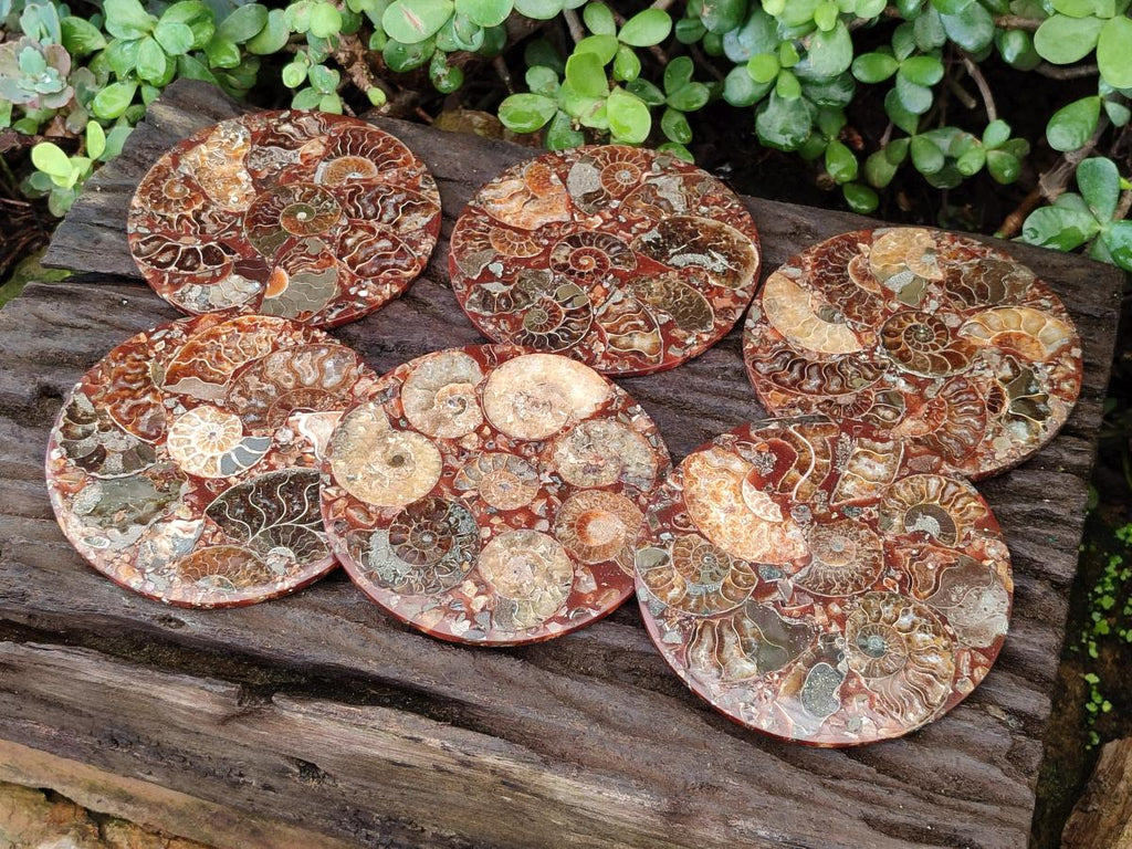 Hand Made Ammonite Conglomerate Table Coasters x 6 From Mahajanga, Madagascar - Toprock Gemstones and Minerals 