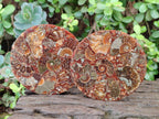Hand Made Ammonite Conglomerate Table Coasters x 6 From Mahajanga, Madagascar - Toprock Gemstones and Minerals 