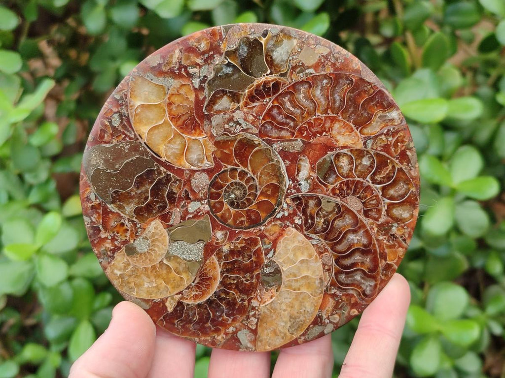 Hand Made Ammonite Conglomerate Table Coasters x 6 From Mahajanga, Madagascar - Toprock Gemstones and Minerals 