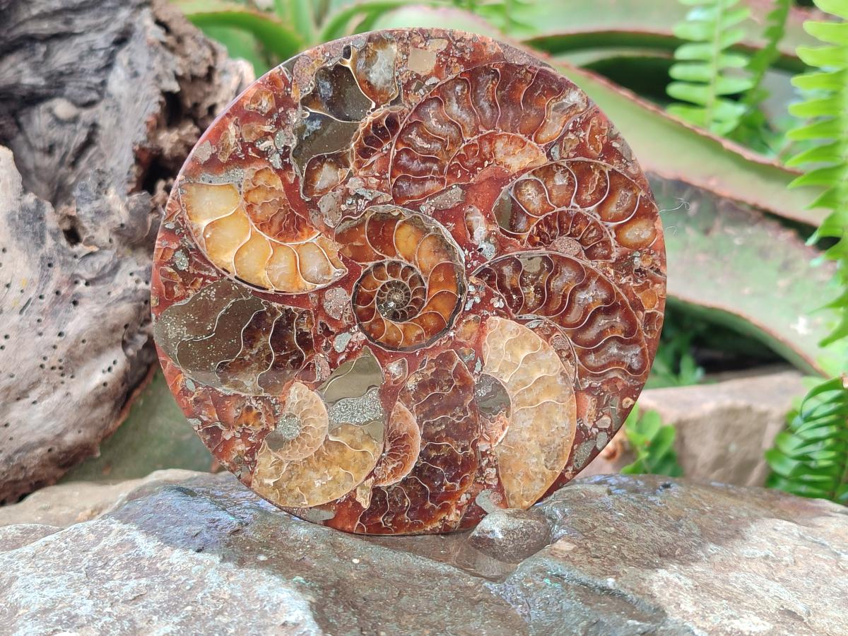 Hand Made Ammonite Conglomerate Table Coasters x 6 From Mahajanga, Madagascar - Toprock Gemstones and Minerals 