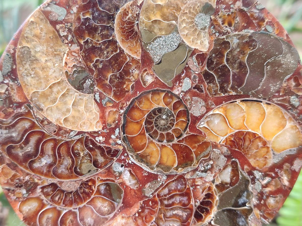 Hand Made Ammonite Conglomerate Table Coasters x 6 From Mahajanga, Madagascar - Toprock Gemstones and Minerals 