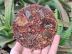 Hand Made Ammonite Conglomerate Table Coasters x 6 From Mahajanga, Madagascar - Toprock Gemstones and Minerals 