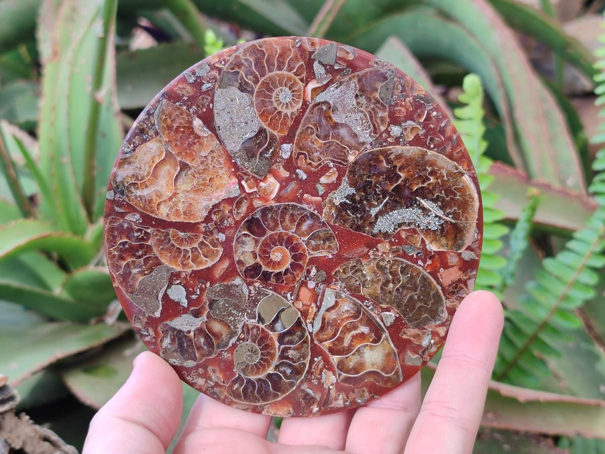 Hand Made Ammonite Conglomerate Table Coasters x 6 From Mahajanga, Madagascar - Toprock Gemstones and Minerals 