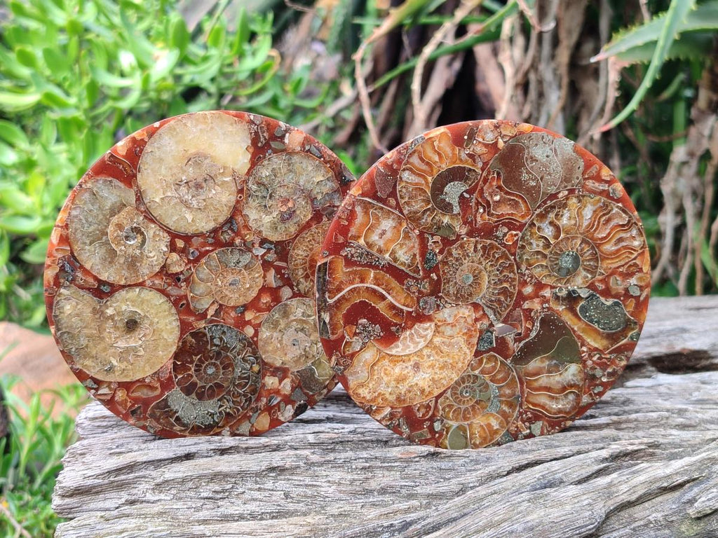 Hand Made Ammonite Conglomerate Table Coasters x 6 From Mahajanga, Madagascar - Toprock Gemstones and Minerals 