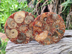Hand Made Ammonite Conglomerate Table Coasters x 6 From Mahajanga, Madagascar - Toprock Gemstones and Minerals 