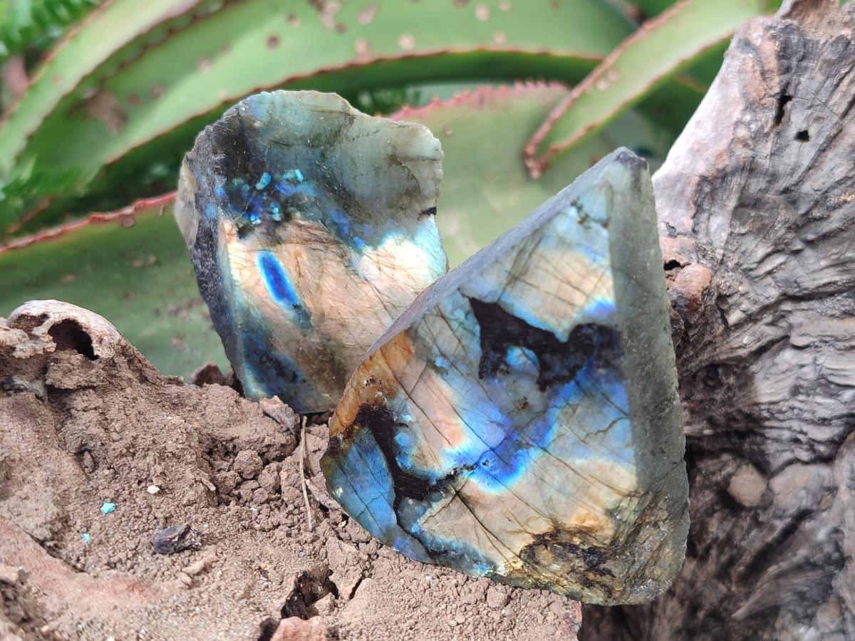 Polished One Side Labradorite Slices x 24 From Madagascar - Toprock Gemstones and Minerals 
