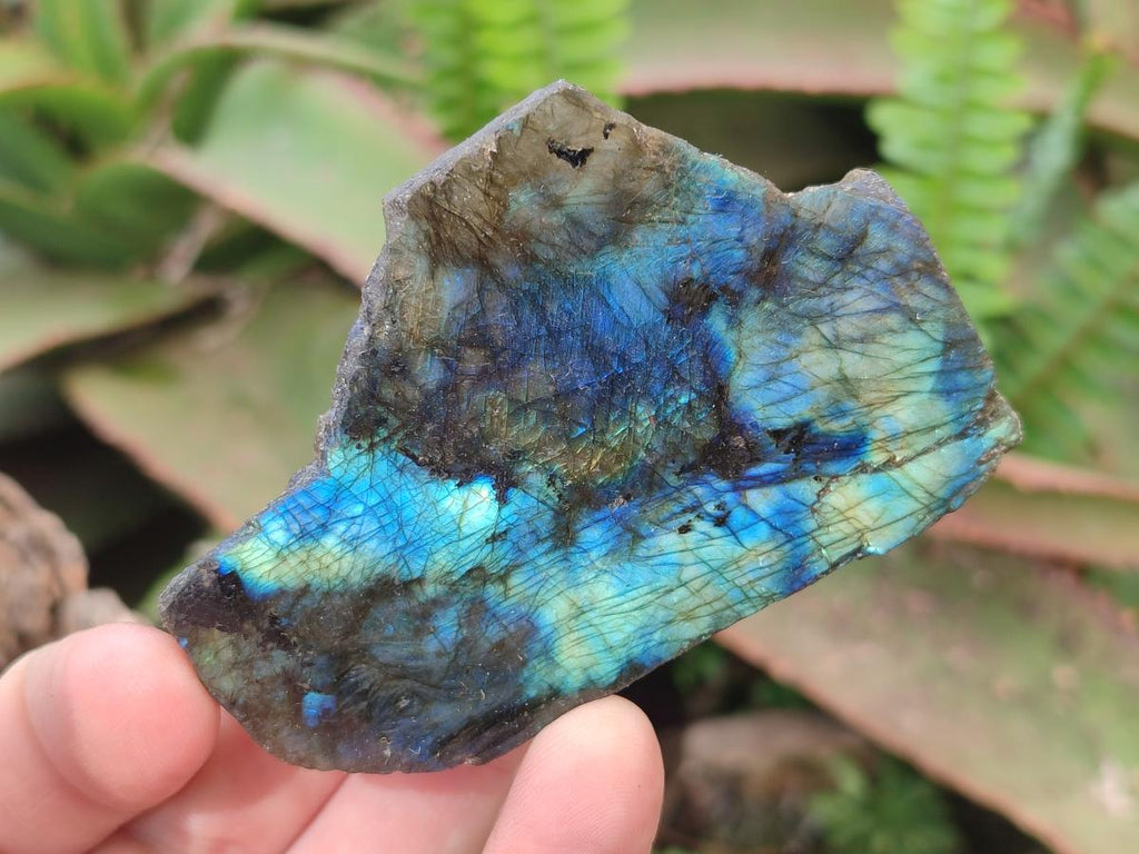 Polished One Side Labradorite Slices x 24 From Madagascar - Toprock Gemstones and Minerals 