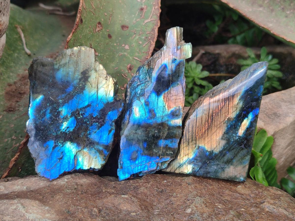 Polished One Side Labradorite Slices x 24 From Madagascar - Toprock Gemstones and Minerals 