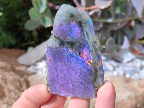Polished One Side Labradorite Slices x 24 From Madagascar - Toprock Gemstones and Minerals 