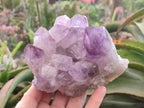 Natural Jacaranda Amethyst Clusters x 2 From Mumbwa, Zambia - Toprock Gemstones and Minerals 