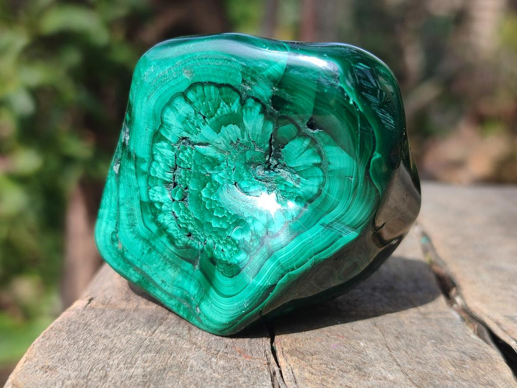 Polished and Natural Flower Banded Malachite Free Forms x 6 From Congo - Toprock Gemstones and Minerals 