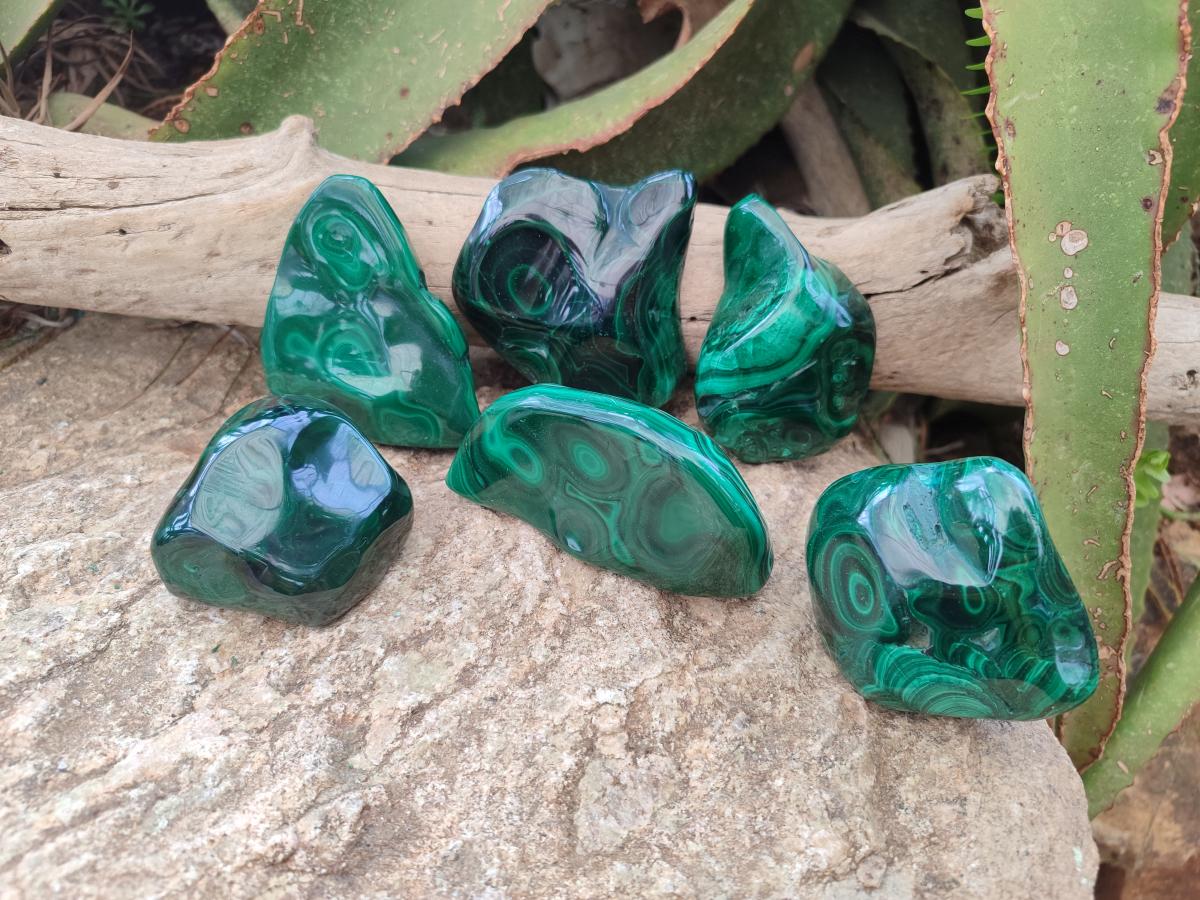 Polished and Natural Flower Banded Malachite Free Forms x 6 From Congo - Toprock Gemstones and Minerals 