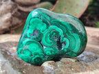 Polished and Natural Flower Banded Malachite Free Forms x 6 From Congo - Toprock Gemstones and Minerals 