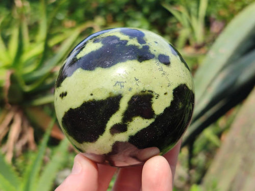 Polished Leopard Stone Spheres x 2 From Zimbabwe - Toprock Gemstones and Minerals 