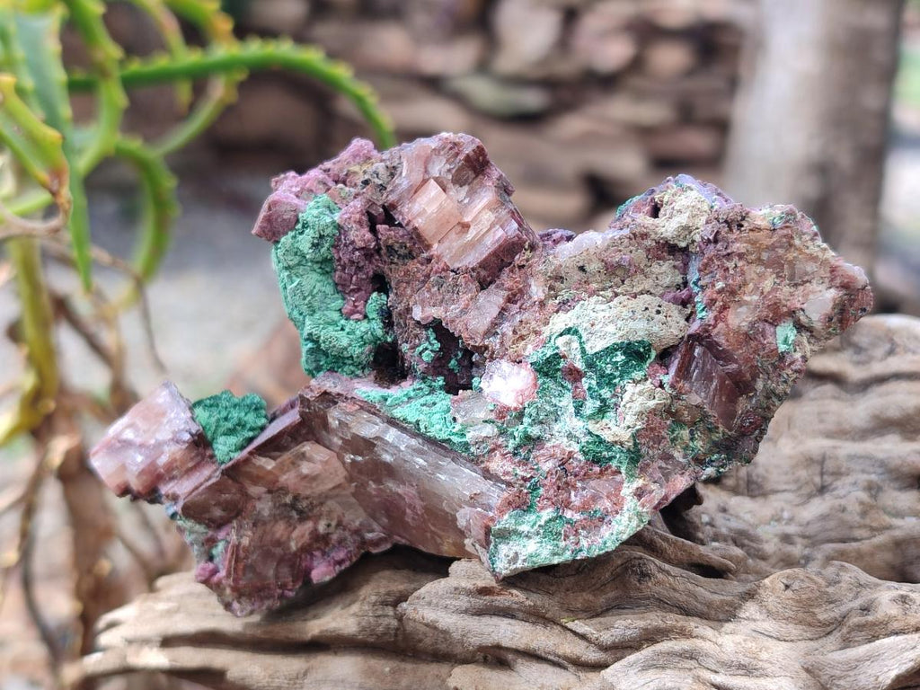 Natural Salrose Cobaltoan Dolomite Specimens with Associated Minerals x 6 From Kakanda, Congo - Toprock Gemstones and Minerals 