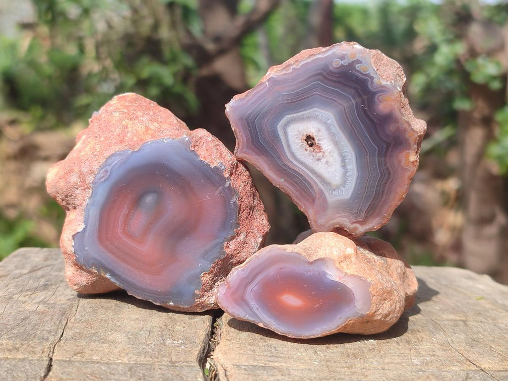 Polished One Side Red Shashe River Agate Nodules x 24 From Shashe River, Zimbabwe - Toprock Gemstones and Minerals 