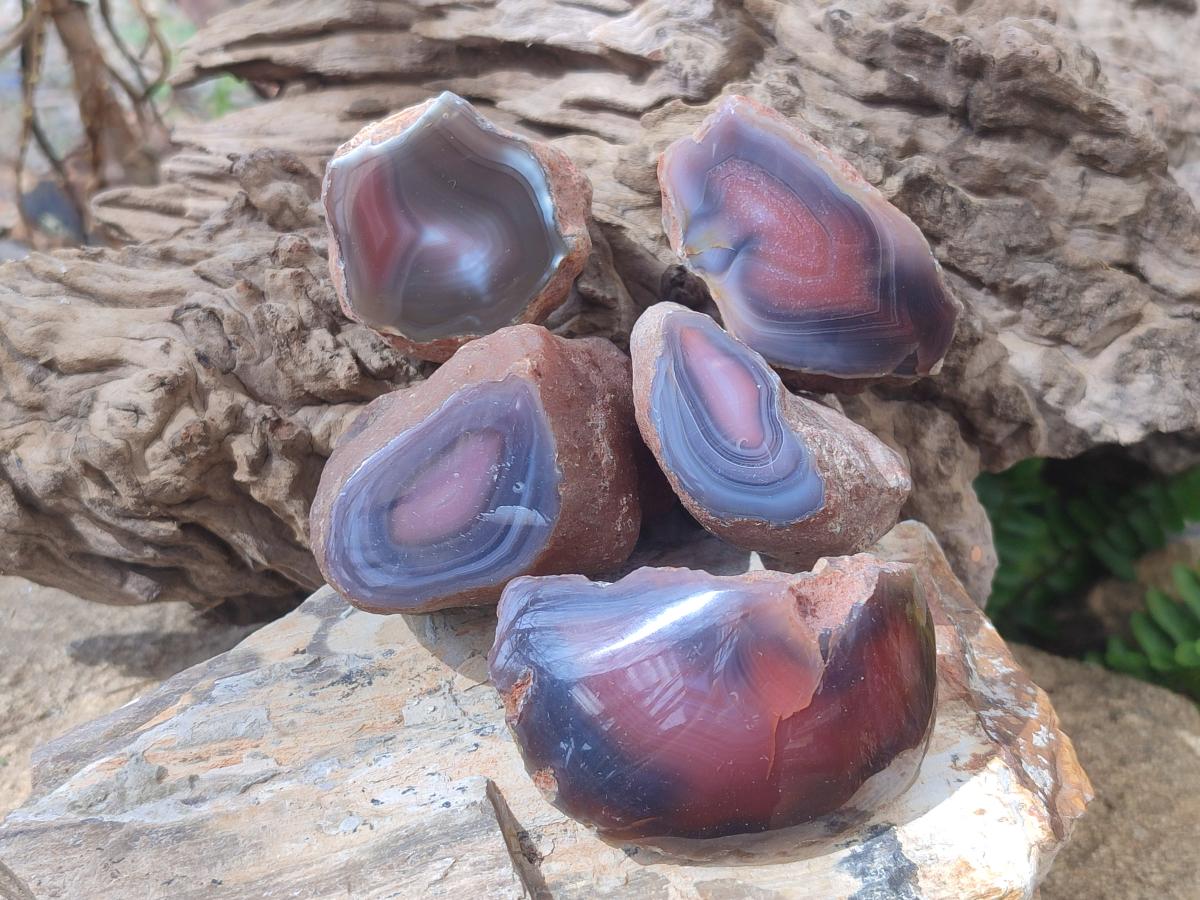Polished One Side Red Shashe River Agate Nodules x 24 From Shashe River, Zimbabwe - Toprock Gemstones and Minerals 