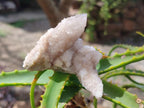 Natural Drusy Spirit Quartz Crystals x 35 From Boekenhouthoek, South Africa - Toprock Gemstones and Minerals 