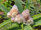 Natural Spirit Amethyst Crystals x 20 From Boekenhouthoek, South Africa - Toprock Gemstones and Minerals 