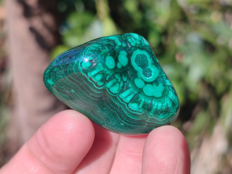 Polished Flower Banded Malachite Free Forms x 20 From Congo - Toprock Gemstones and Minerals 