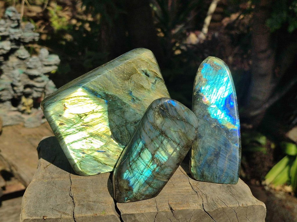 Polished Labradorite Standing Display Pieces x 3 From Madagascar - Toprock Gemstones and Minerals 