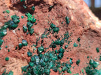 Natural Large Dioptase on Dolomite Specimen x 1 From Mashamba East Mine, Congo - Toprock Gemstones and Minerals 