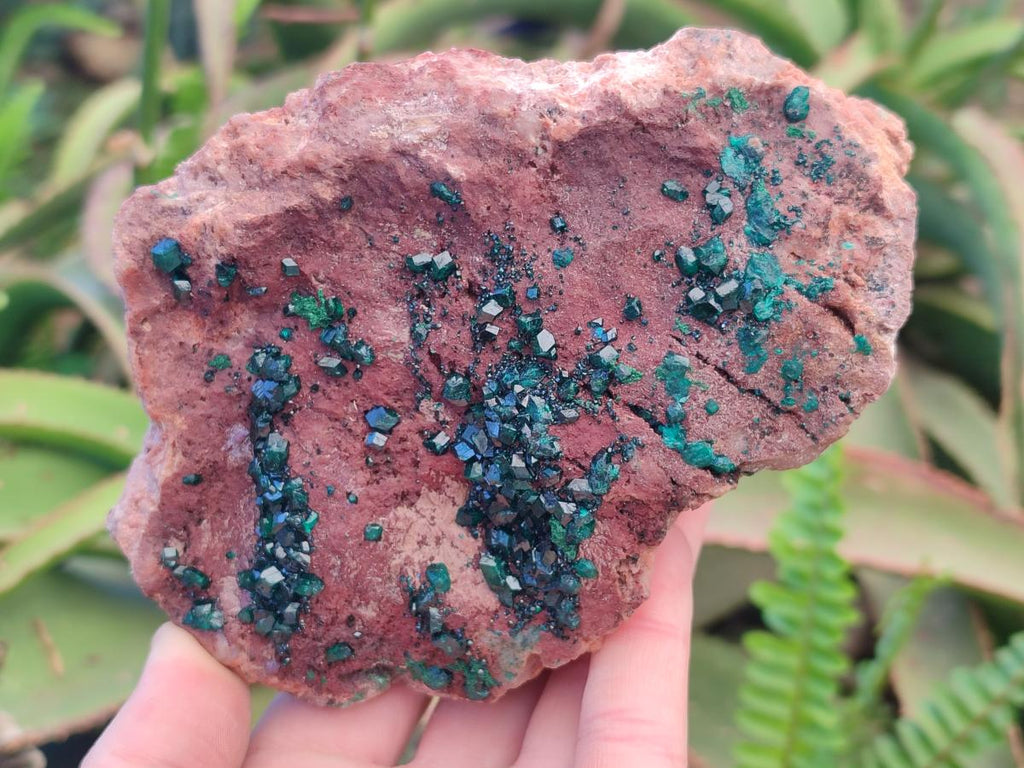 Natural Large Dioptase on Dolomite Specimen x 1 From Mashamba East Mine, Congo - Toprock Gemstones and Minerals 