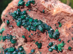 Natural Large Dioptase on Dolomite Specimen x 1 From Mashamba East Mine, Congo - Toprock Gemstones and Minerals 