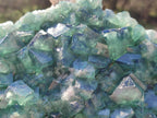 Natural Large Green Cubic Fluorite Specimen x 1 From Mandrosonoro, Madagascar - Toprock Gemstones and Minerals 