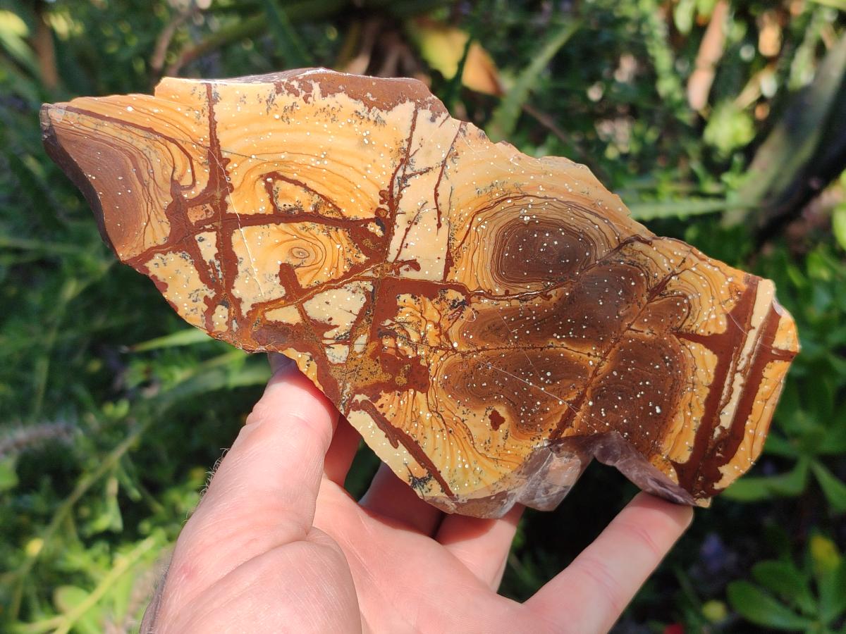 Polished One Side Nguni Jasper Slices x 2 From Northern Cape, South Africa - Toprock Gemstones and Minerals 
