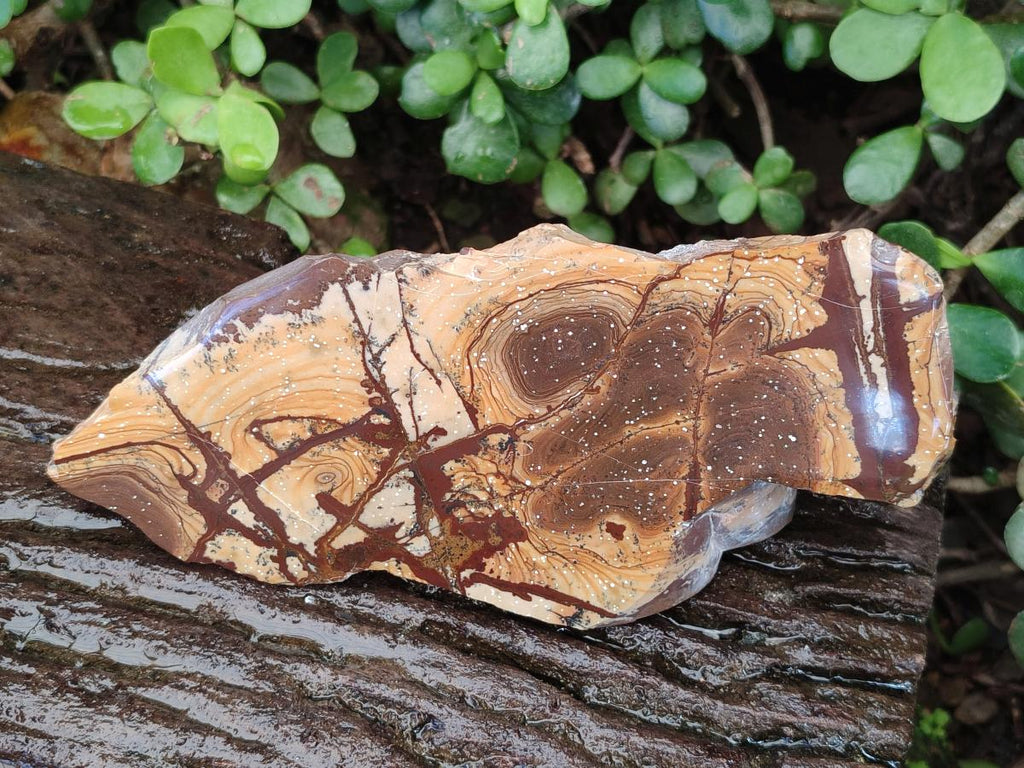 Polished One Side Nguni Jasper Slices x 2 From Northern Cape, South Africa - Toprock Gemstones and Minerals 