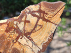 Polished One Side Nguni Jasper Slices x 2 From Northern Cape, South Africa - Toprock Gemstones and Minerals 