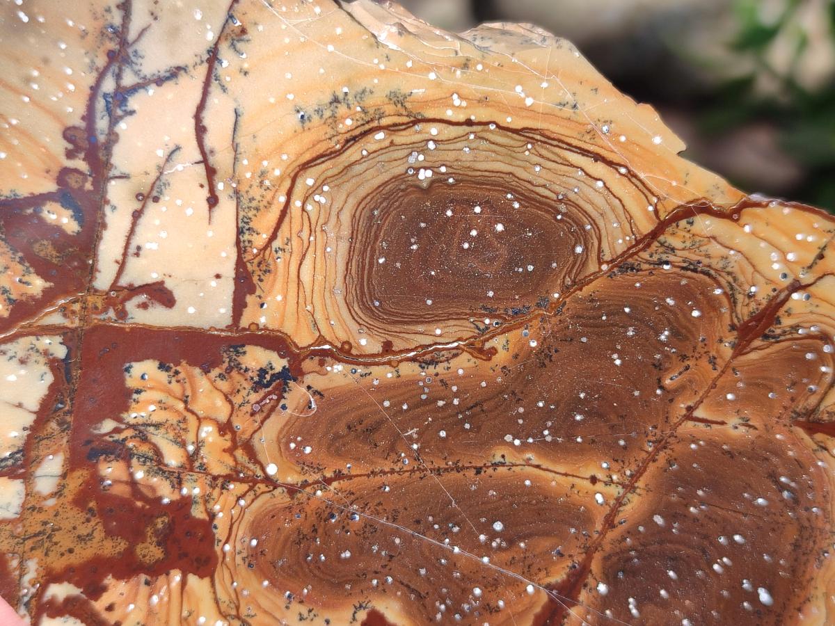 Polished One Side Nguni Jasper Slices x 2 From Northern Cape, South Africa - Toprock Gemstones and Minerals 