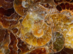 Hand Made Ammonite Conglomerate Table Coasters x 6 From Mahajanga, Madagascar - Toprock Gemstones and Minerals 