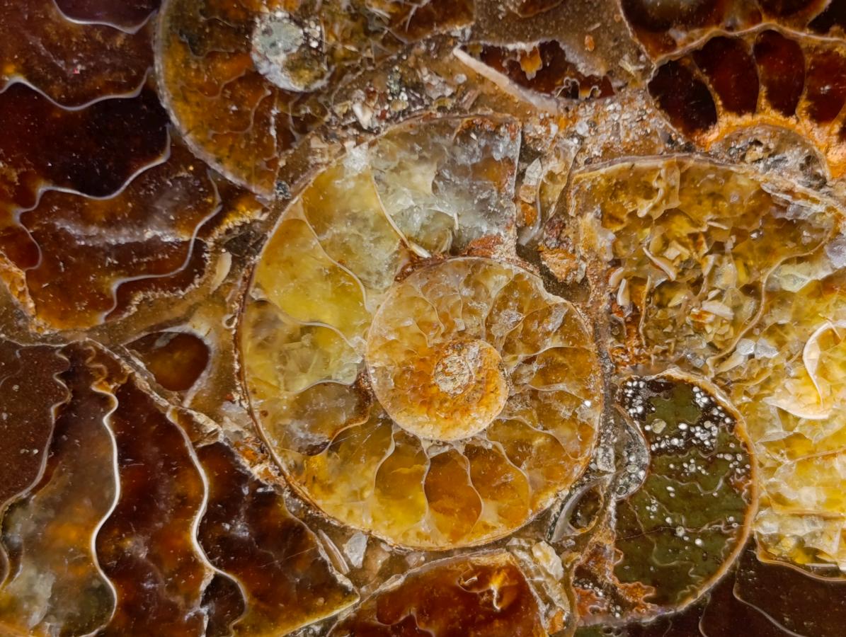 Hand Made Ammonite Conglomerate Table Coasters x 6 From Mahajanga, Madagascar - Toprock Gemstones and Minerals 