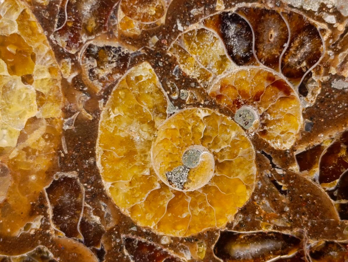Hand Made Ammonite Conglomerate Table Coasters x 6 From Mahajanga, Madagascar - Toprock Gemstones and Minerals 