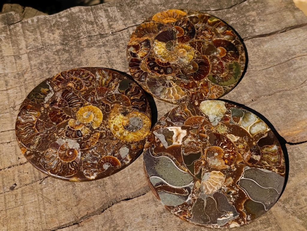 Hand Made Ammonite Conglomerate Table Coasters x 6 From Mahajanga, Madagascar - Toprock Gemstones and Minerals 