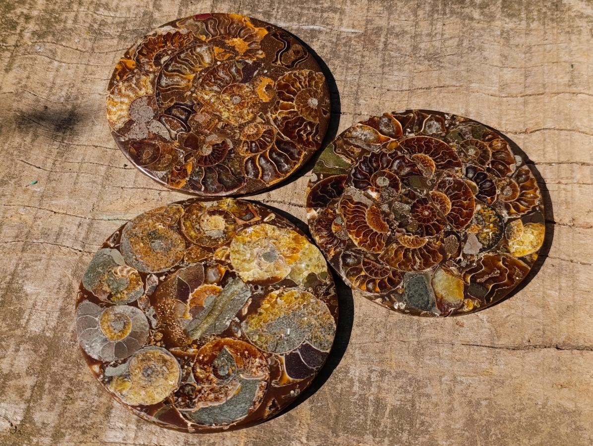 Hand Made Ammonite Conglomerate Table Coasters x 6 From Mahajanga, Madagascar - Toprock Gemstones and Minerals 