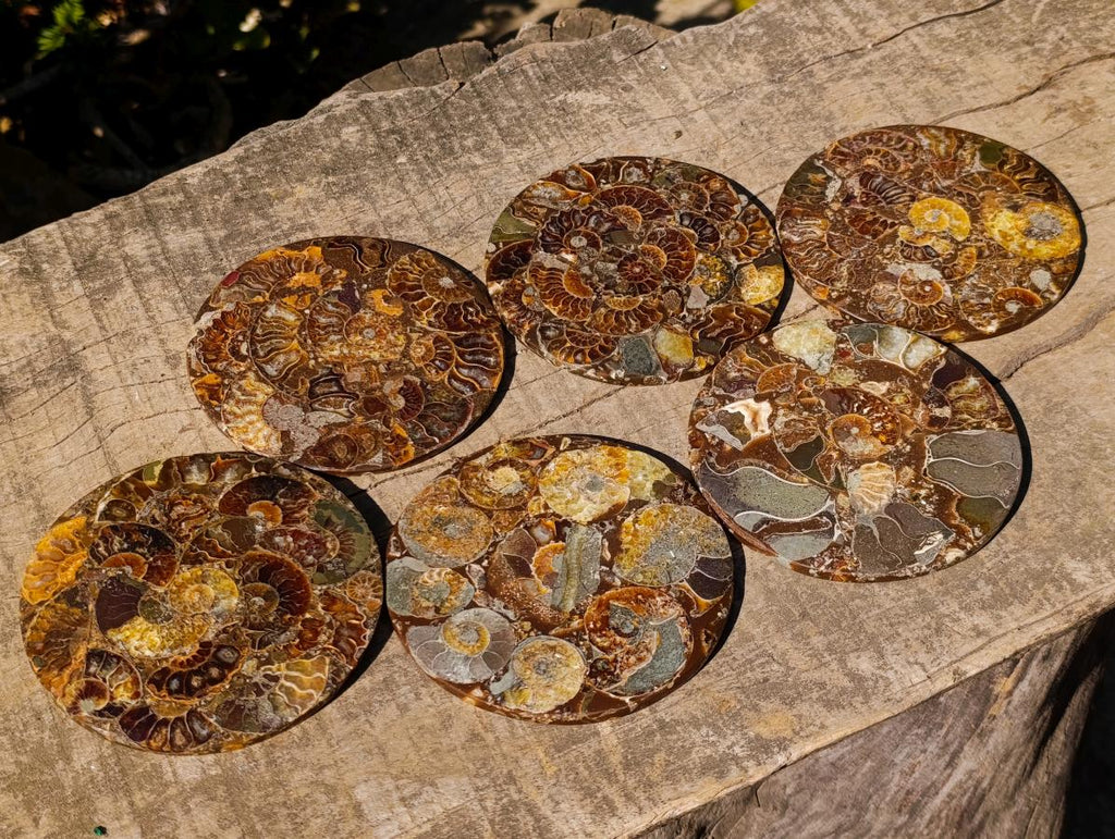 Hand Made Ammonite Conglomerate Table Coasters x 6 From Mahajanga, Madagascar - Toprock Gemstones and Minerals 