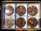 Hand Made Ammonite Conglomerate Table Coasters x 6 From Mahajanga, Madagascar - Toprock Gemstones and Minerals 