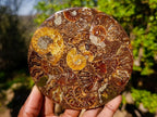 Hand Made Ammonite Conglomerate Table Coasters x 6 From Mahajanga, Madagascar - Toprock Gemstones and Minerals 