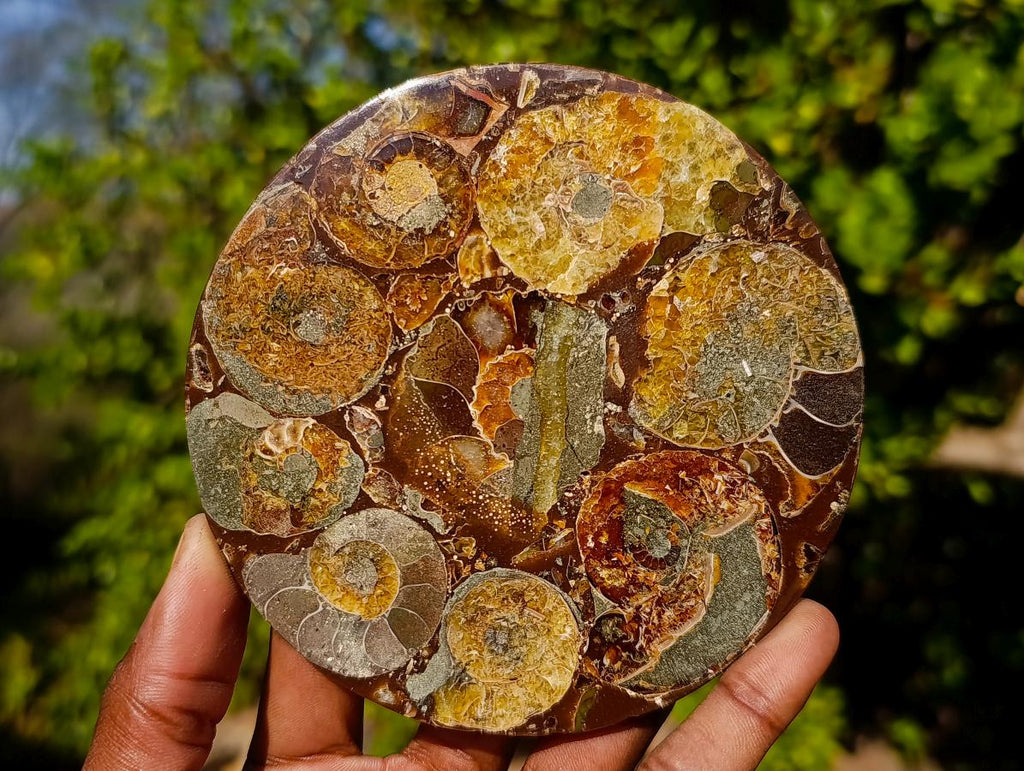 Hand Made Ammonite Conglomerate Table Coasters x 6 From Mahajanga, Madagascar - Toprock Gemstones and Minerals 