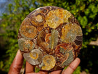 Hand Made Ammonite Conglomerate Table Coasters x 6 From Mahajanga, Madagascar - Toprock Gemstones and Minerals 