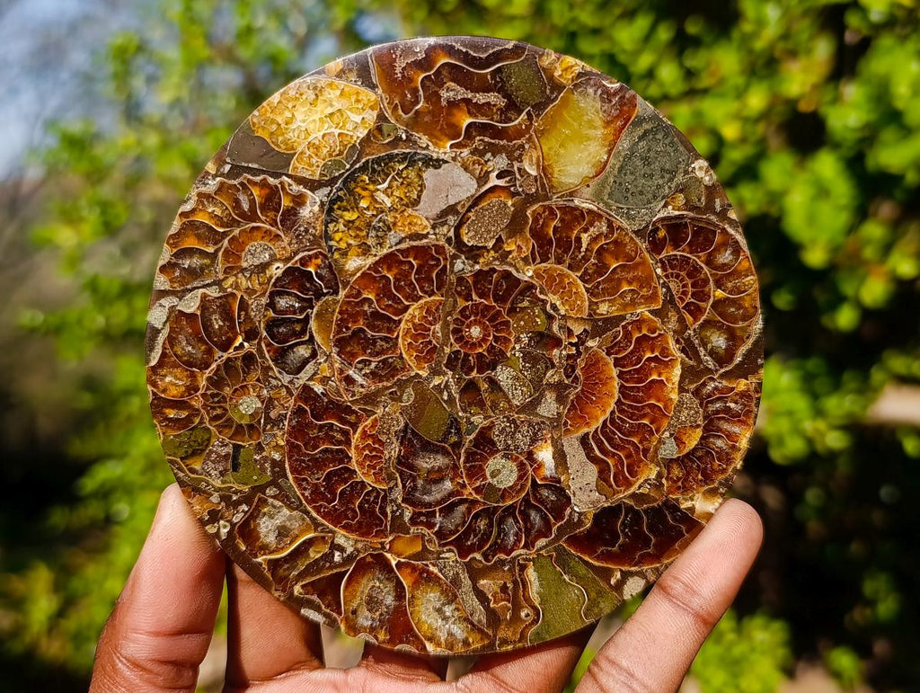 Hand Made Ammonite Conglomerate Table Coasters x 6 From Mahajanga, Madagascar - Toprock Gemstones and Minerals 