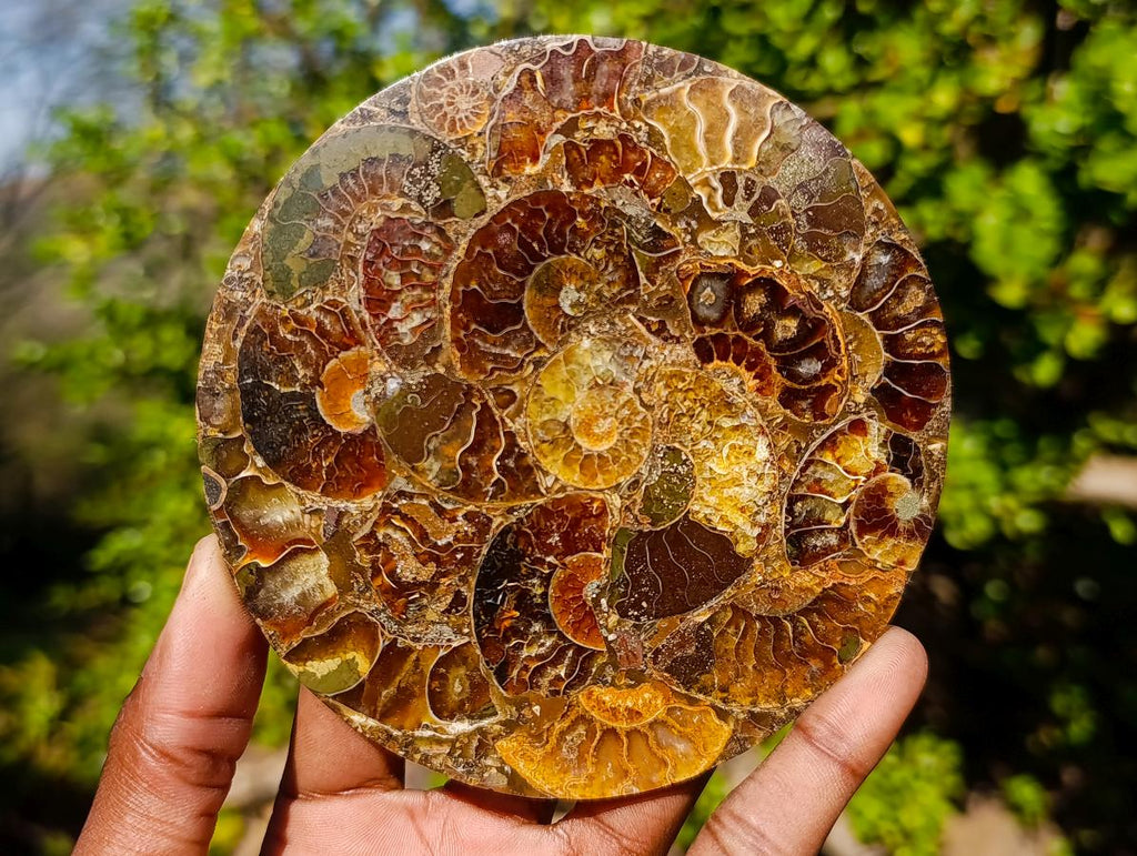 Hand Made Ammonite Conglomerate Table Coasters x 6 From Mahajanga, Madagascar - Toprock Gemstones and Minerals 