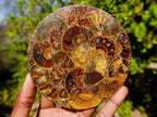 Hand Made Ammonite Conglomerate Table Coasters x 6 From Mahajanga, Madagascar - Toprock Gemstones and Minerals 