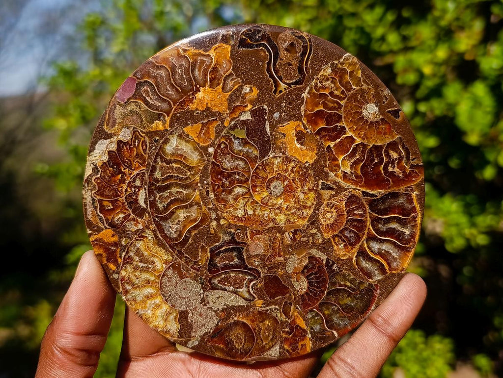 Hand Made Ammonite Conglomerate Table Coasters x 6 From Mahajanga, Madagascar - Toprock Gemstones and Minerals 