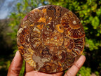 Hand Made Ammonite Conglomerate Table Coasters x 6 From Mahajanga, Madagascar - Toprock Gemstones and Minerals 