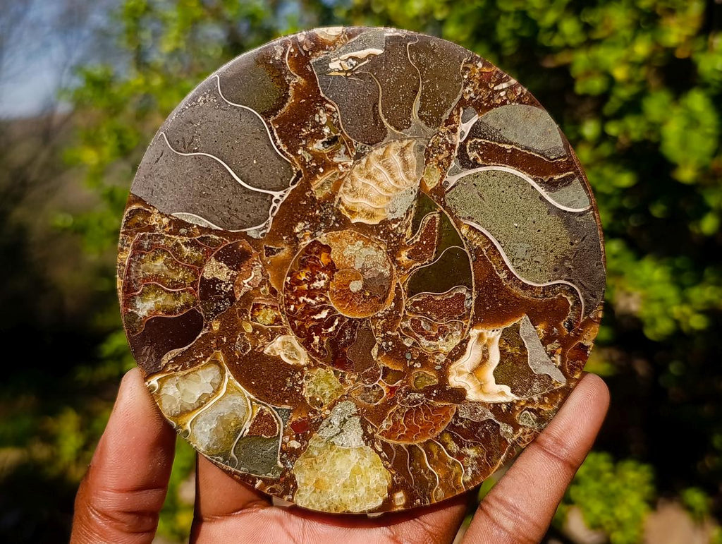Hand Made Ammonite Conglomerate Table Coasters x 6 From Mahajanga, Madagascar - Toprock Gemstones and Minerals 